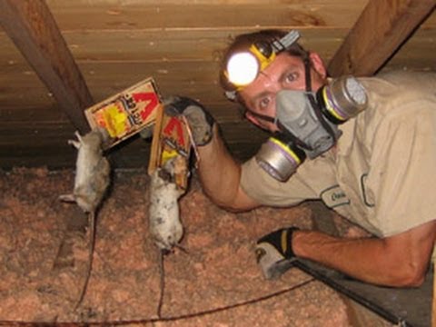 Effective Ways To Work On How To Get Rid Of Rats Love Home 520