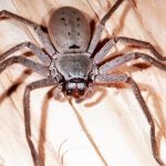 rid-of-spiders