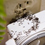rid-of-sugar-ants