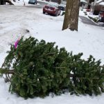 thrown-out-christmas-tree