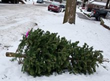 Thrown out christmas tree