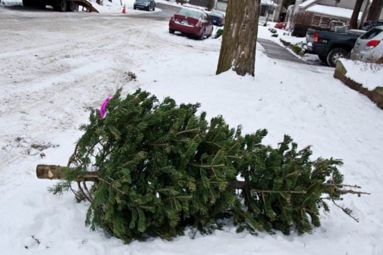 thrown-out-christmas-tree