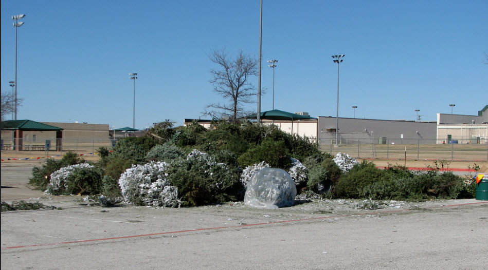 pile-of-dead-christmas-trees-to-be-mulched
