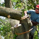tree service company