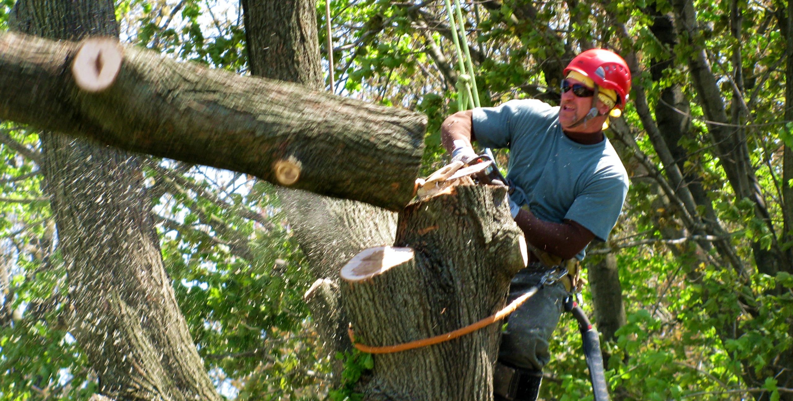 tree service company